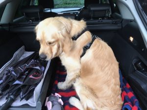 Monty in the car.