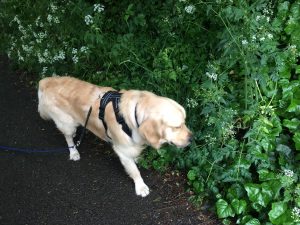 Having a good sniff of a very wet Bay Pond path.