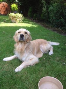 I am what humans describe as a "looker"!