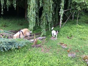 Monty and I had a fabulous time running around in the garden!