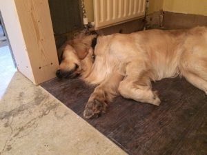Getting back from my morning walk I was, frankly, zonked and needed to push out a good few ????s!