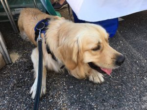 It was pawfully hot at the 'Bark in the Park' event and I took some shade under one of the stalls.