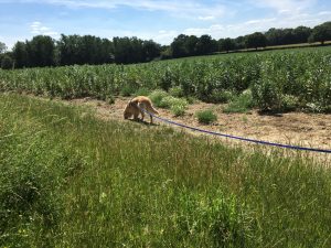 On the long walk through the fields of broad beans.