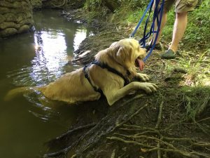 I took a dip in the stream which was very refreshing. When I got out and shook the water off, I managed to share it with Alex.