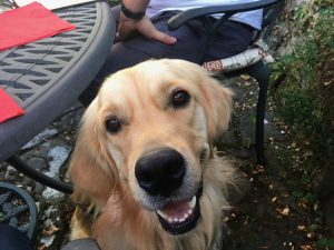 Am I just the most handsomest dog you've ever seen? Of course I am!