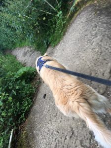 I haven't been allowed to walk off lead down Green Lane since the incident on Tuesday afternoon!