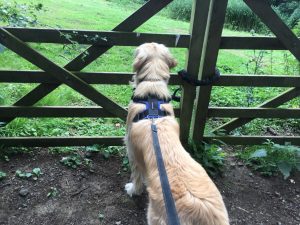 Looking into one of the fields near Glebe House on our nice long walk. No off lead walking for me though!