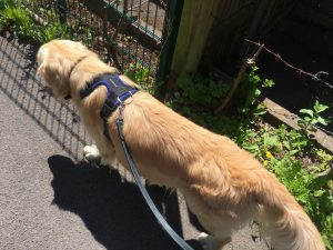 Wednesday morning was so hot that I tried to walk in the shade wherever possible.