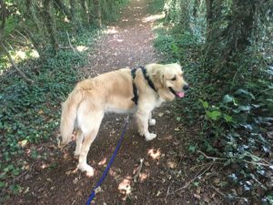 I took Alex and his Mum out for a walk, just to show her around.