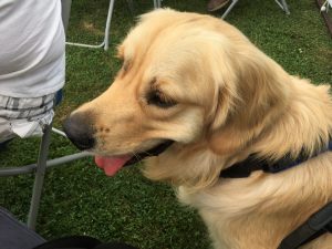 Oh my woof I'm handsome sometimes! I had to sit and wait whilst they had tea and cake!