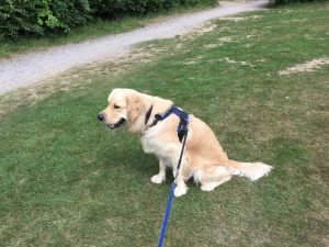 We ended up at Mercers Park after almost an hour of driving! It was getting a bit hot too!