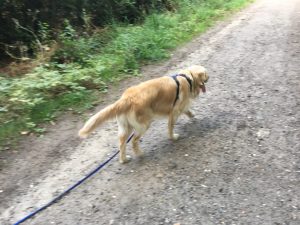 Can we please get back to the car now, I am knackered!