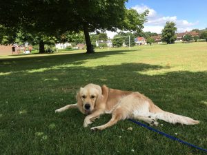 Having a brief lay down on Godstone Green. It can be quite tiring all this running around!