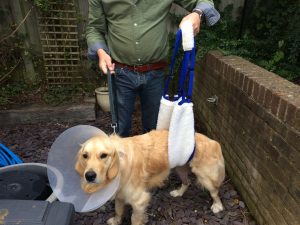 When I am out for a short walk I have to be supported in my sling.