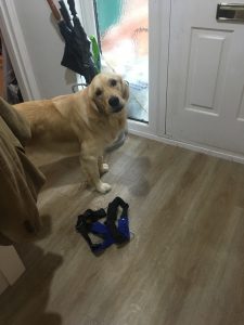 I've brought my harness to the front door, what bigger hint than that do you need?