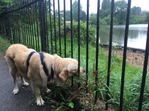 It is interesting whenever it rains we don't see anyone at all out on our walks!