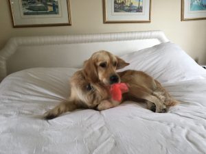 The poo bags were meant for me anyway and I couldn't resist ripping them up!