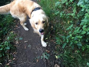 Walking up Green Lane, I always seem to find myself having to wait for him. If I run, he simply doesn't keep up!