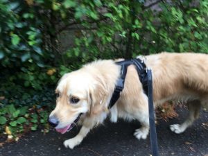 Thank goodness the rain had gone on Thursday morning and we could have a decent walk in the dry!