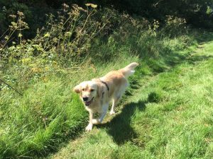 Am I not just the most handsome, fastest, bestist dawg in dogdom!