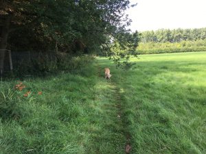 Just showing I can run like lightening when I want to! I like Tylers Close field!!