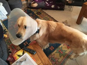 That flamin' cone is a pain - it even stops me from pinching the remote control! When I try to pick it up, it gets pushed off the table by the cone!