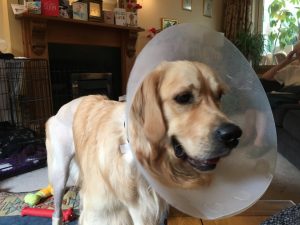 I'm hardly looking my best at the moment with a lampshade round my neck and a shaved bum!