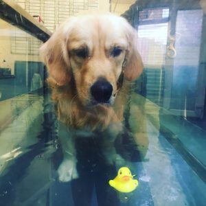 I had a new toy to play with in my latest hydrotherapy season - a rubber duck! What fun!!
