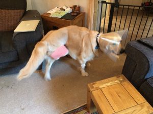 My leg is all bandaged up and I've got one of those flamin' lampshades round my neck again!