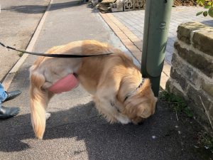 There were so many messages that I haven't sniffed around the village!