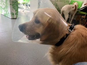 It looks like I'm stuck with this stupid lampshade round my neck for the foreseeable future!