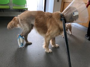It didn't take me long to get the bandage off once I had got that stupid lampshade off my head!