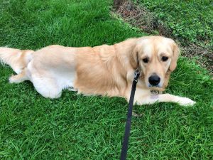 OK, a little lay down whilst we're out on my first walk can't be bad, can it!