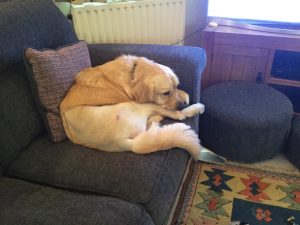 I'm not really supposed to jump up, but I couldn't resist the temptation of the sofa!