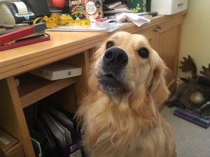 I've tried having a woof with him, but that didn't work either!