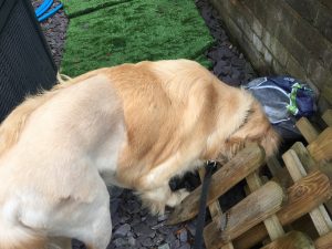 I am running out of things to sniff in the garden - not much changes from one visit to the next!