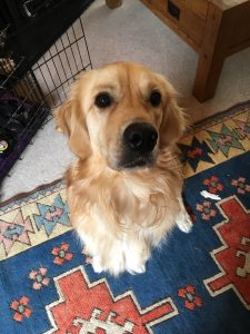 Making good use of my beautiful big brown eyes to get a treat!