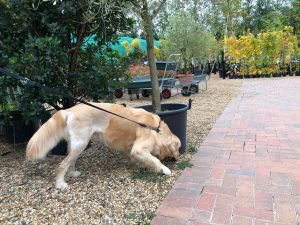 We visited a 'garden centre' but although it was nice to sniff around, I have no idea why!