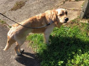 I've had some lovely walks recently. Not very far, but at least I've been getting out of the house!