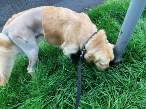 I do get to have a sniff without my sling if he thinks I am going to have a wee.