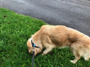 I do love a good sniff around when we go to Sniff Central!