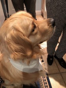 Me sporting my bib when I was about to be served my special dinner by Mrs Cheese.