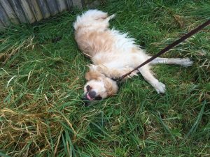 I do love a good roll around in long wet grass!