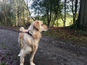 Oh come on man, get a move on! There's mud to be walked in here!
