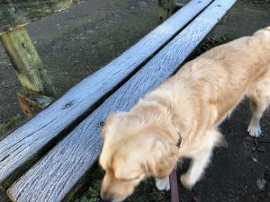 He says that the white on this bench by Bay Pond is called frost and it's because it is cold.