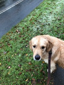 Oh for goodness sake, it is about 3 flakes of snow!