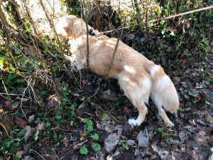 I'm sure there was a bull on the other side of this hedge the last time I looked.