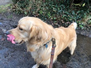 Can you see my rear paws? Nah! They're well and truly buried in that mud! That'll take him a while to clean up!