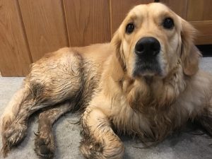 I had a lovely run in the field when he was at a conference this week. When he got home his only comment was that I was filthy! Pah! If he wants filthy, I'll show him filthy - he ain't seen nothin' yet!