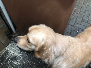 He was fiitting a new lock to the back gate and I was assisting. He had the audacity to suggest I looked like I had dandruff!